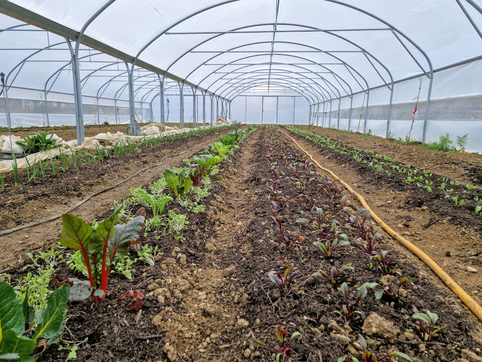 la serre plantée de côtes de blettes