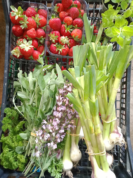 cagette de légumes, fraises et fleurs de sauge