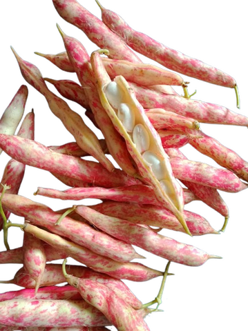 les haricots borlotto