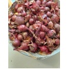 oignons_rouges