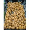 pommes_de_terre_allians