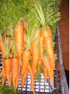 carottes_1412058652