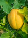 melon_de_bourgogne