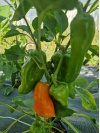 piment_vege_2