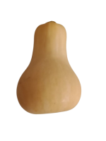 butternut_2-removebg-preview_2123935707