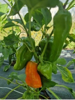 piment_vege_2