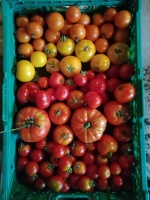 tomates_1189797080