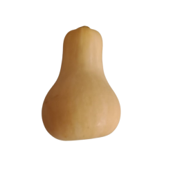butternut_2-removebg-preview_2123935707