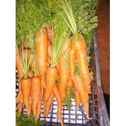 carottes_1412058652