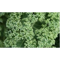 chou_kale