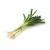 oignon_ciboule