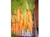 carottes_1412058652