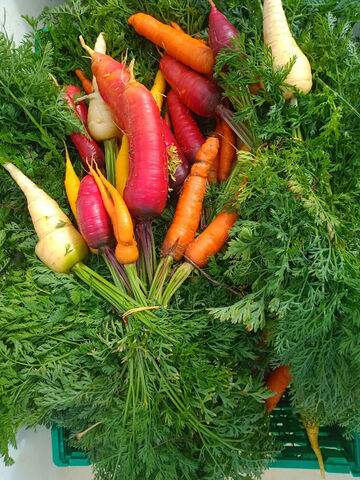 carottes bottes multicolores