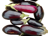 aubergines utilisées dans l'aubergine