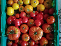 cagettes de tomates