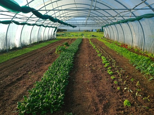 actualités dans le jardin